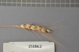 Click for 1 image(s) for this accession. Spike